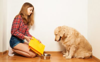 Consejos para mantenerse saludable cuando alimente a sus mascotas